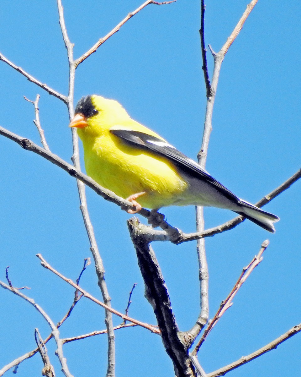 American Goldfinch - ML164168411