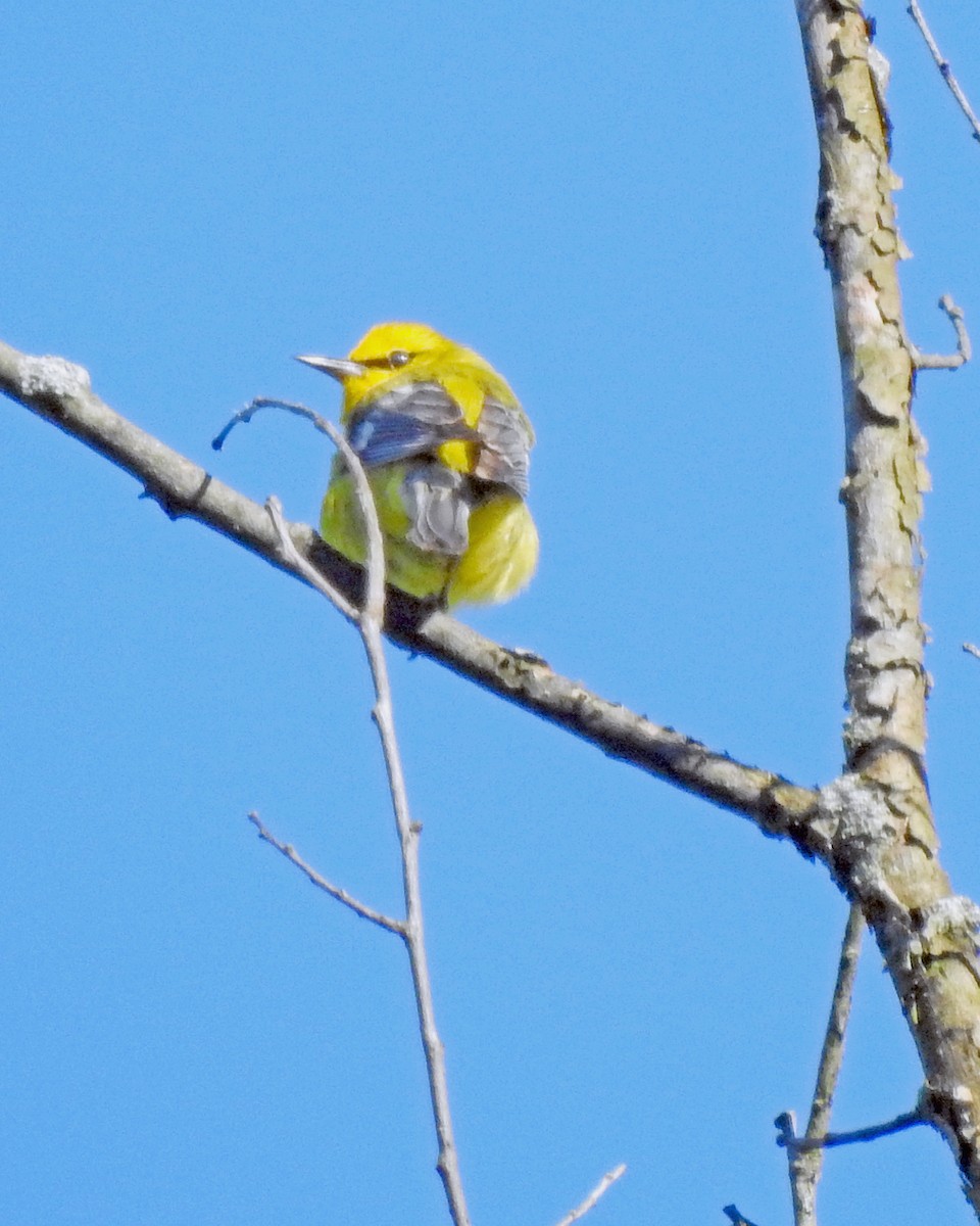 Blue-winged Warbler - ML164168481