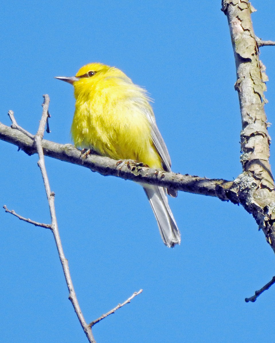 Blue-winged Warbler - ML164168501