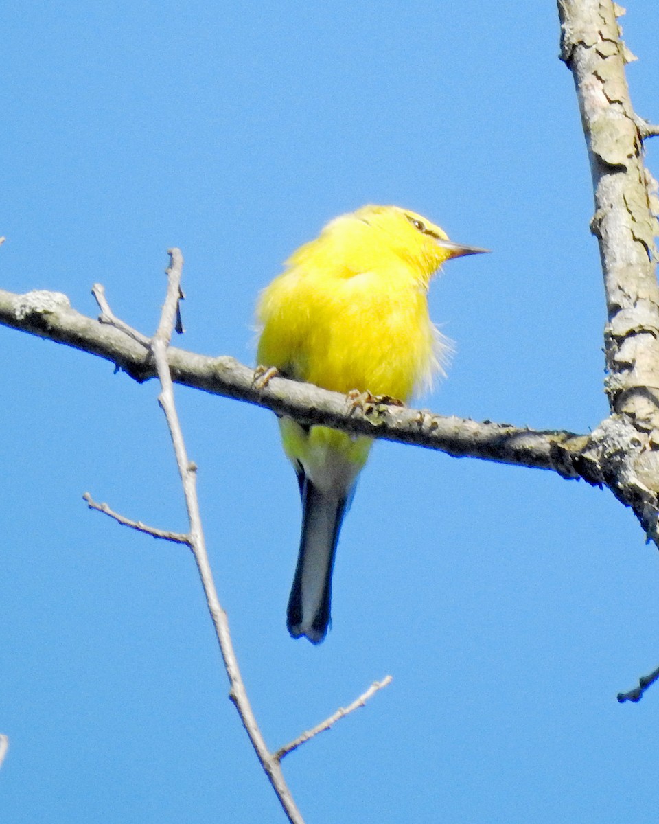Blue-winged Warbler - ML164168511