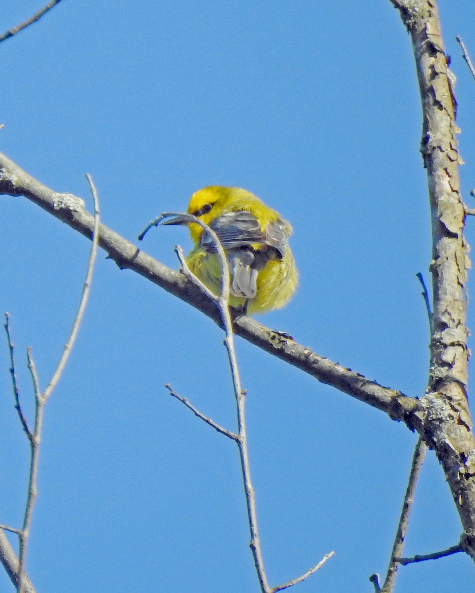 Blue-winged Warbler - ML164168521