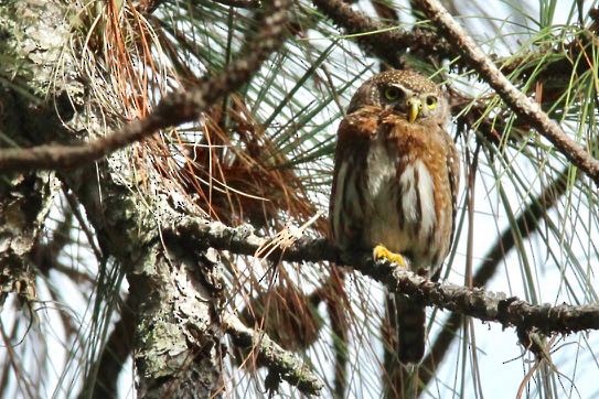 Northern Pygmy-Owl (Guatemalan) - ML164169181