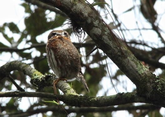 Northern Pygmy-Owl (Guatemalan) - ML164169241