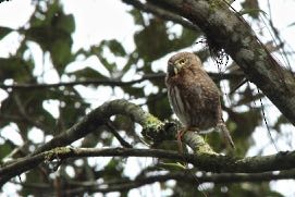 Northern Pygmy-Owl (Guatemalan) - ML164169301