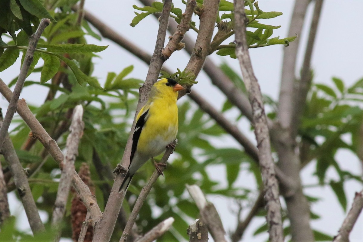 American Goldfinch - ML164170731