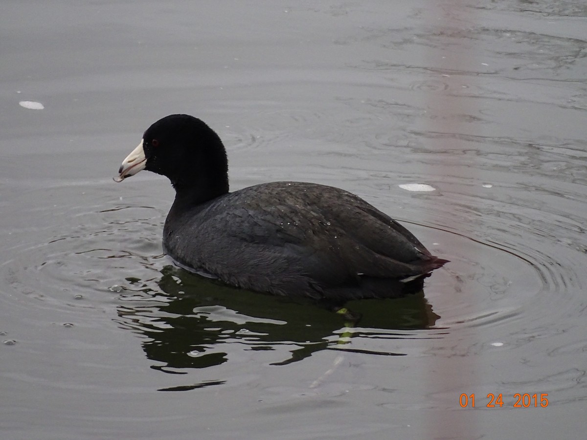 American Coot - ML164171141