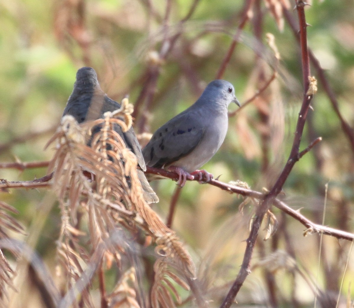 Blue Ground Dove - ML164171471