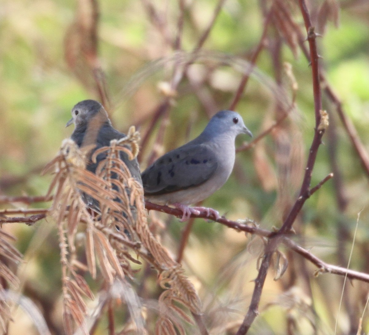 Blue Ground Dove - ML164171541