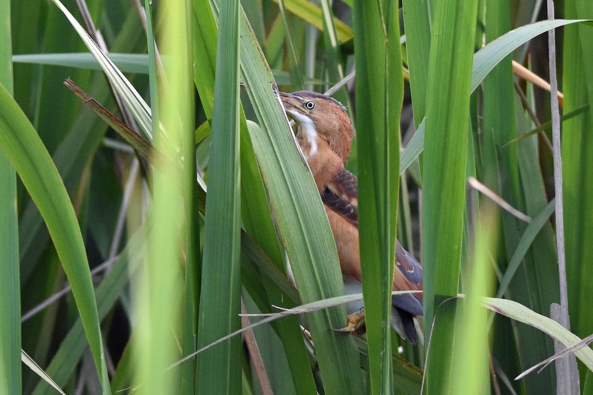 Least Bittern - ML164171721