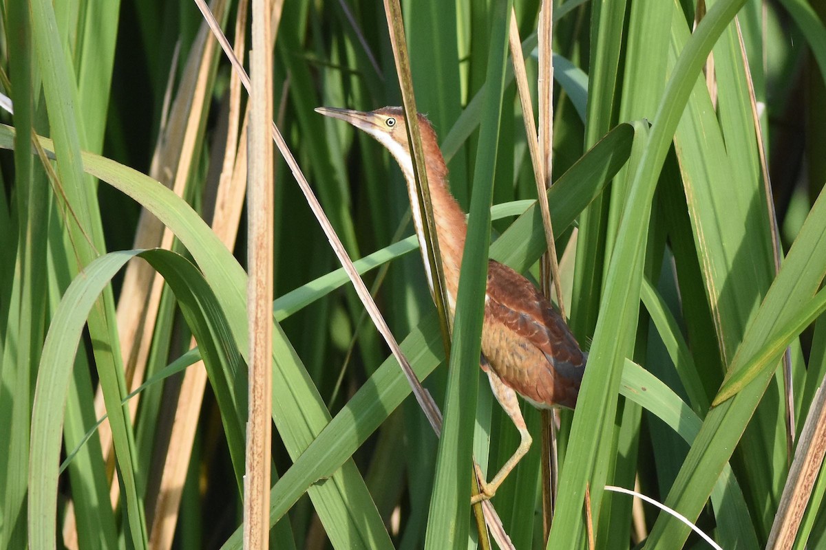 Least Bittern - ML164171751