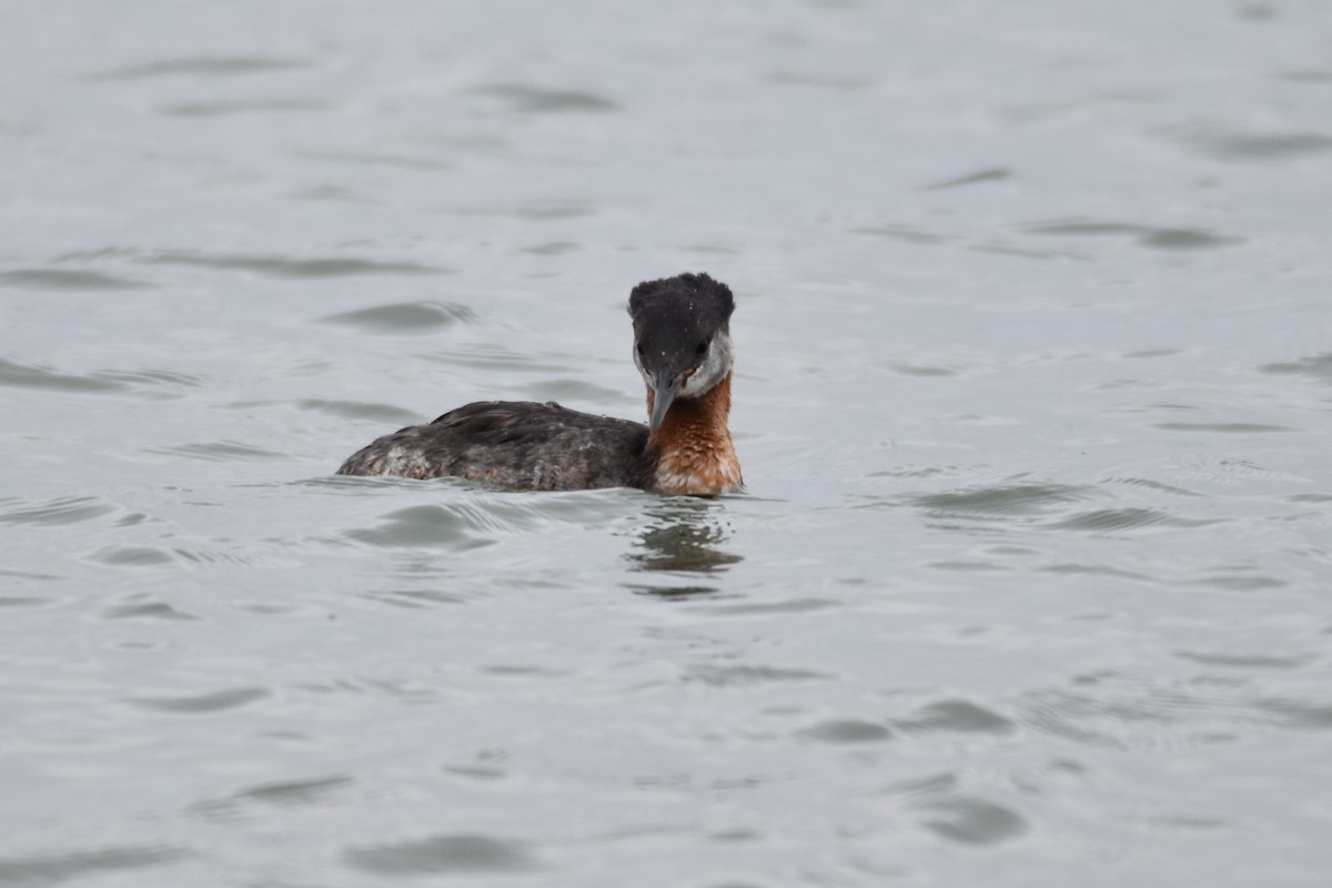 Red-necked Grebe - Lawrence Kalinowski