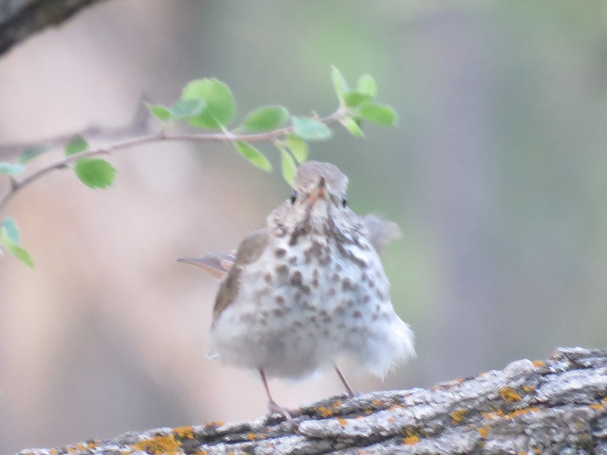 Hermit Thrush - ML164172341