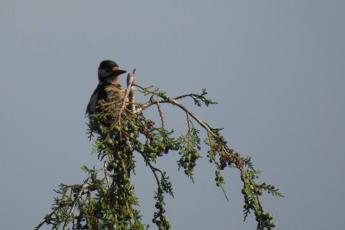 Great Spotted Woodpecker - ML164173701