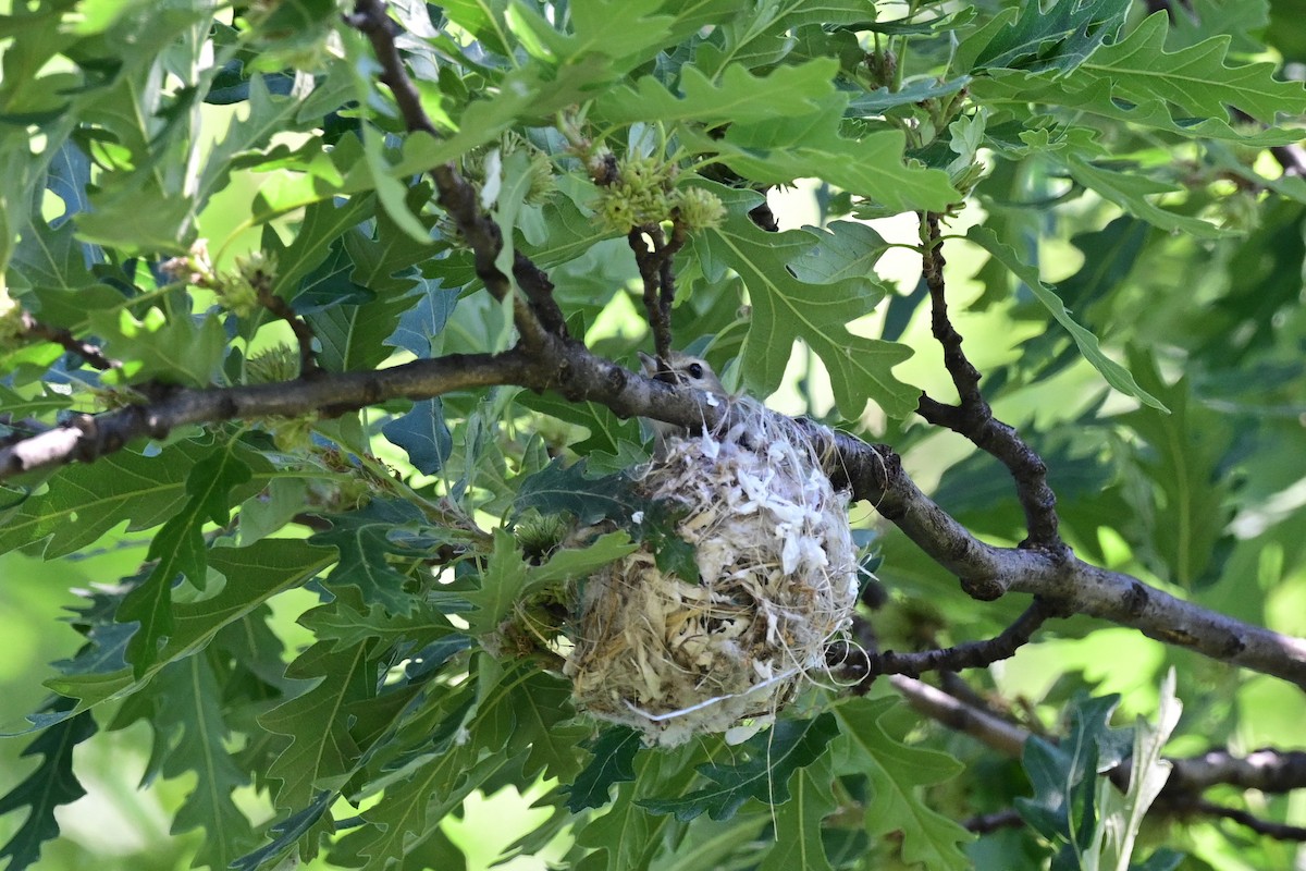 Warbling Vireo - ML164174291