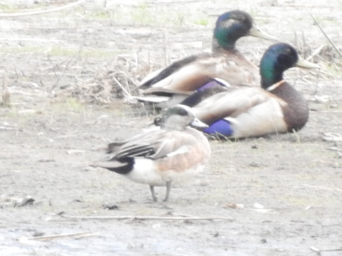 American Wigeon - ML164174791