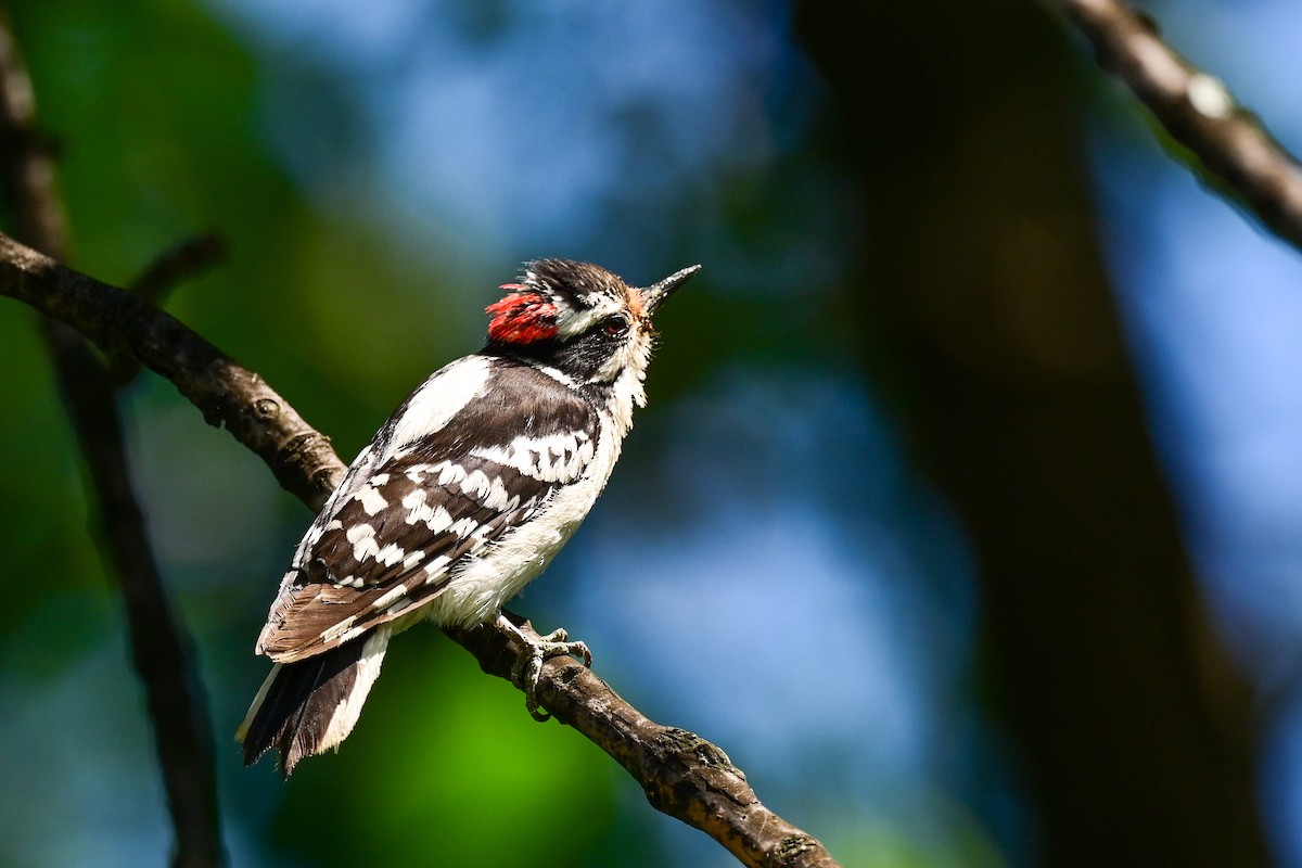 Downy Woodpecker - ML164175271