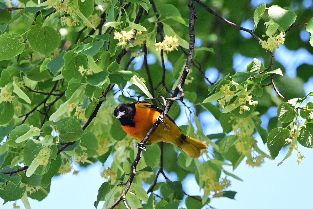 Baltimore Oriole - ML164175331