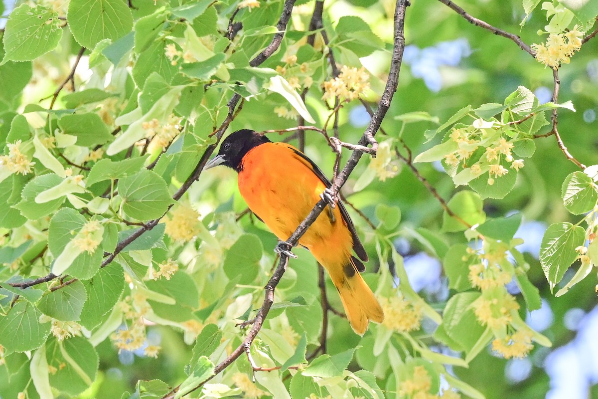 Baltimore Oriole - ML164175471