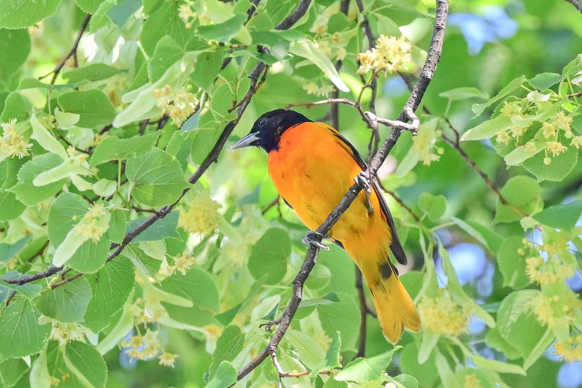 Baltimore Oriole - ML164175571