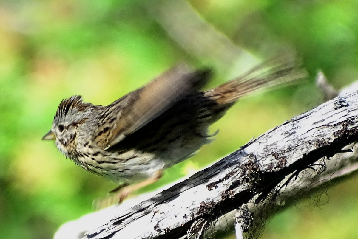 Lincoln's Sparrow - ML164175731