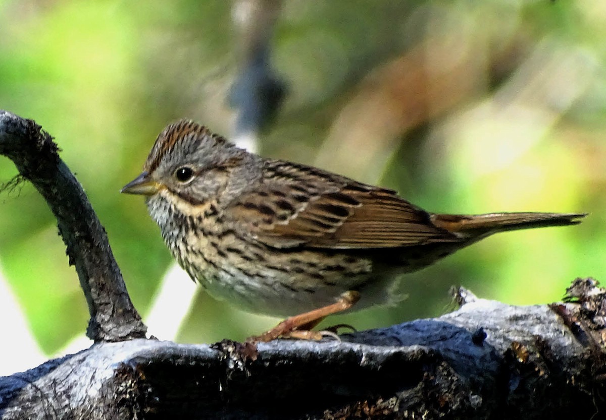 Lincoln's Sparrow - ML164175751