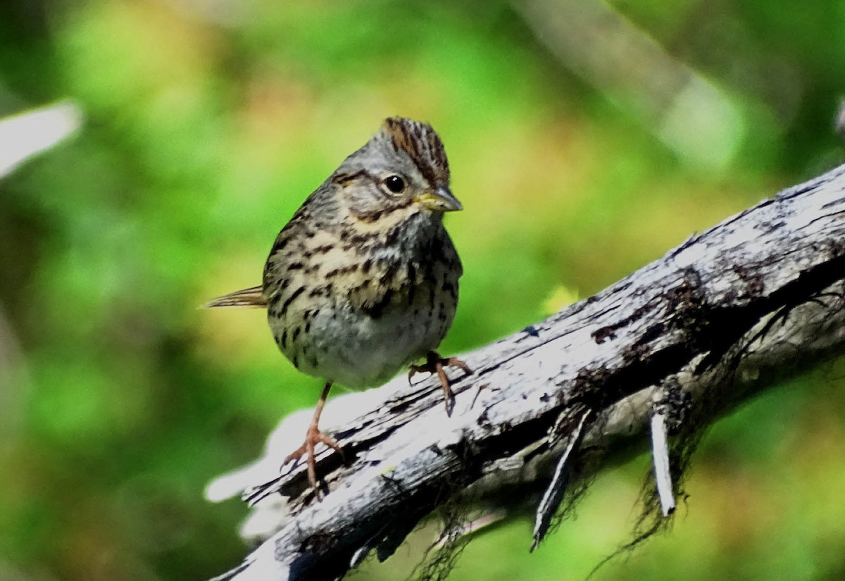 Lincoln's Sparrow - ML164175761