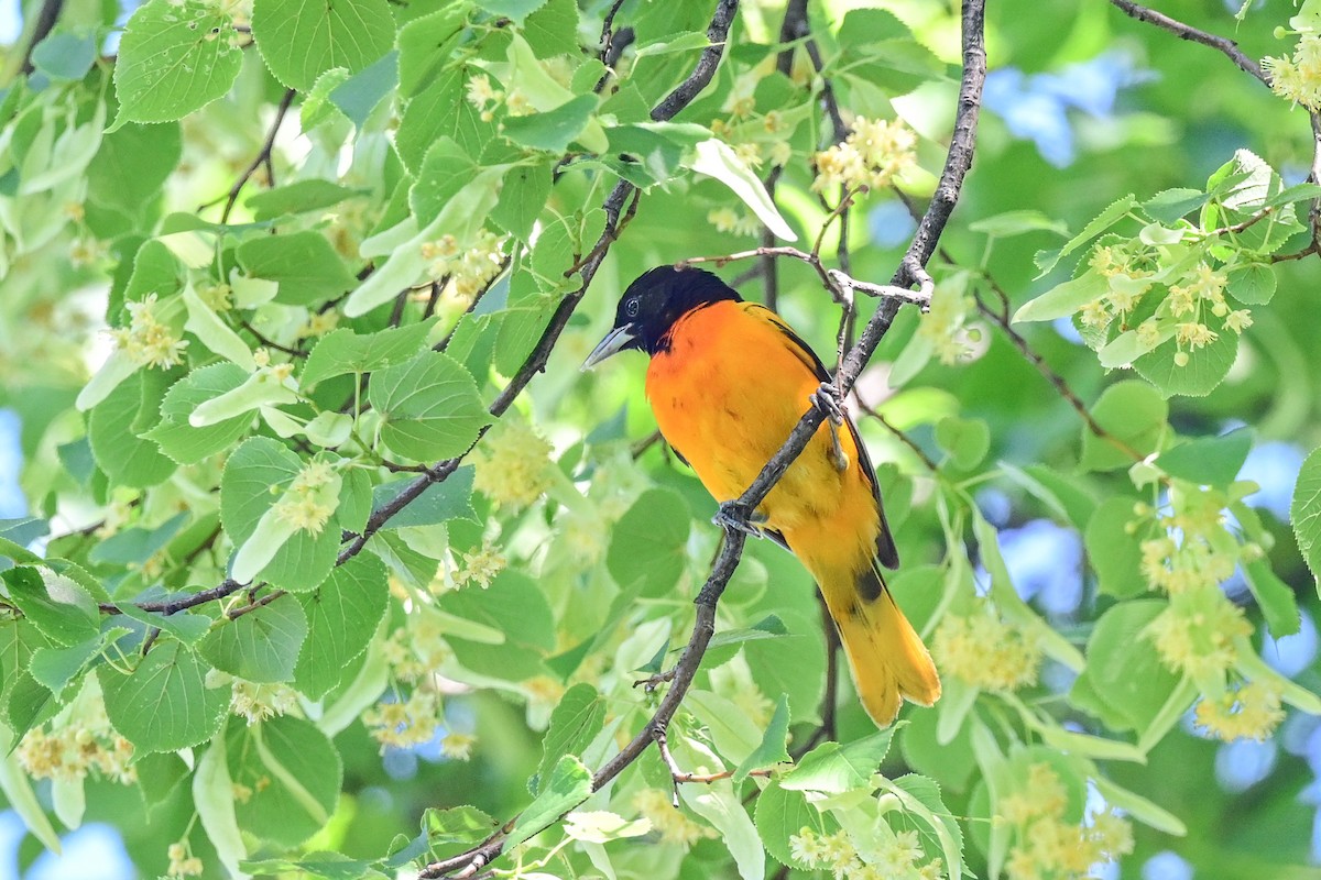 Baltimore Oriole - ML164175901