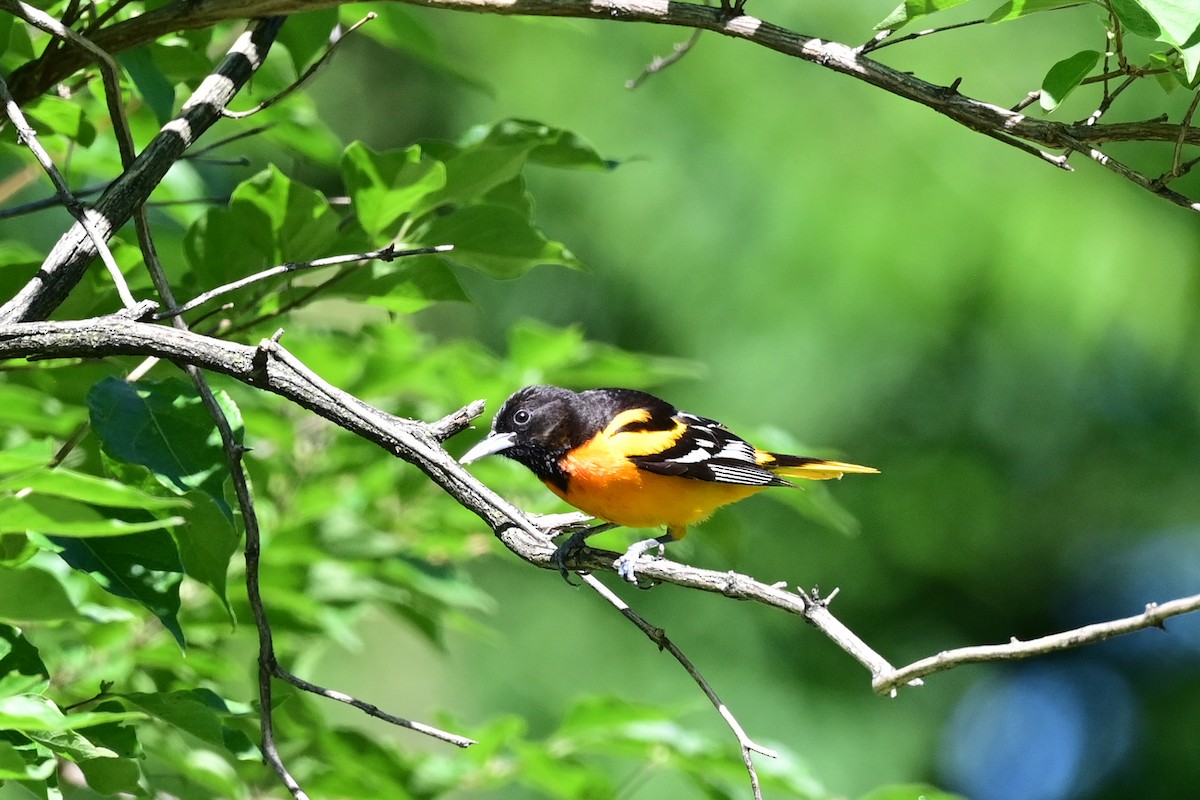 Baltimore Oriole - ML164176051