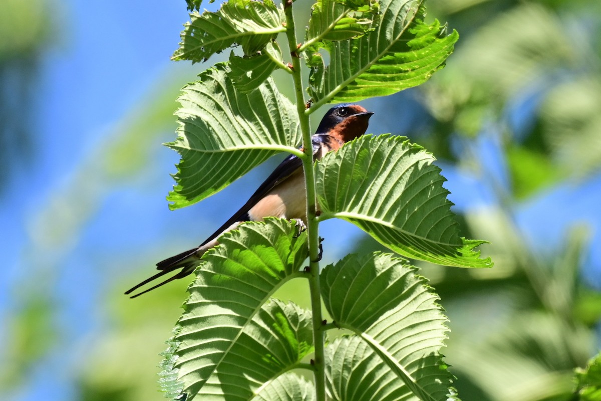 Golondrina Común - ML164176121