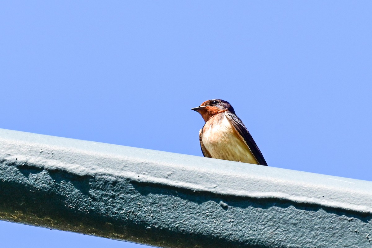 Barn Swallow - ML164176211