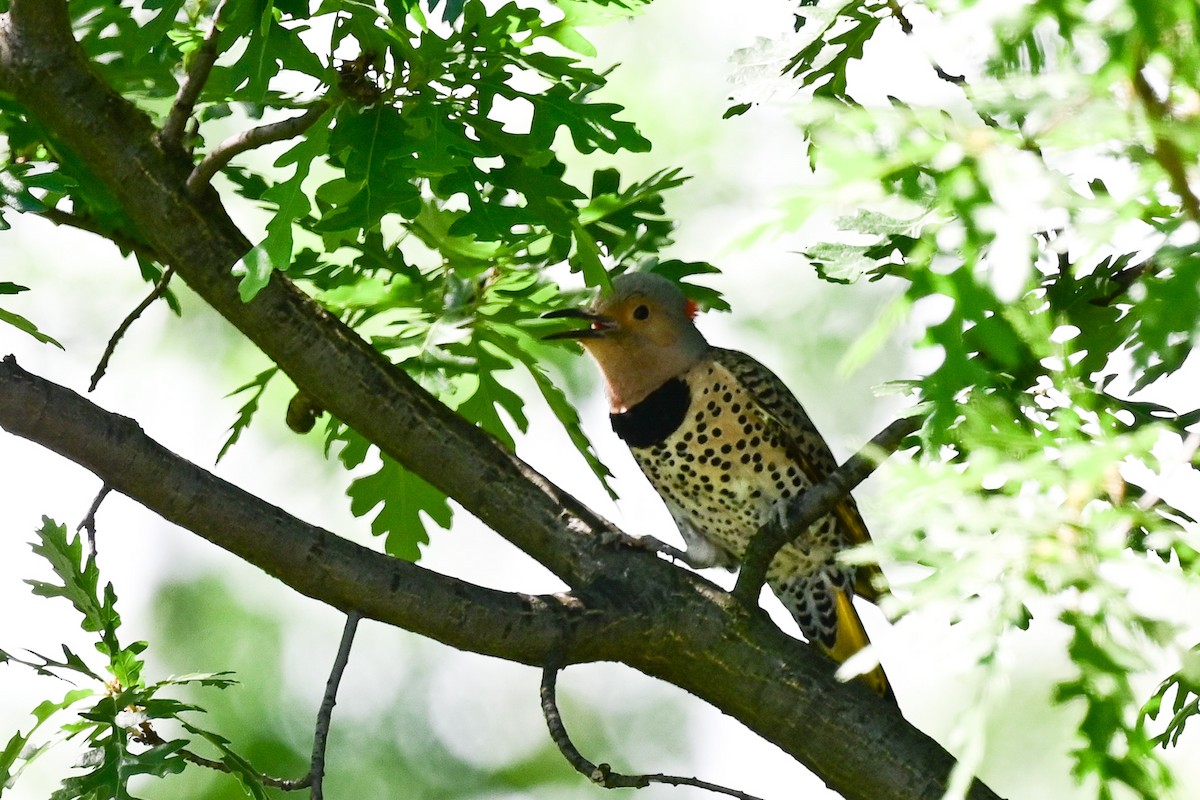 Northern Flicker - ML164176301