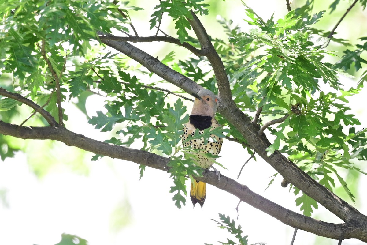 Northern Flicker - ML164176461