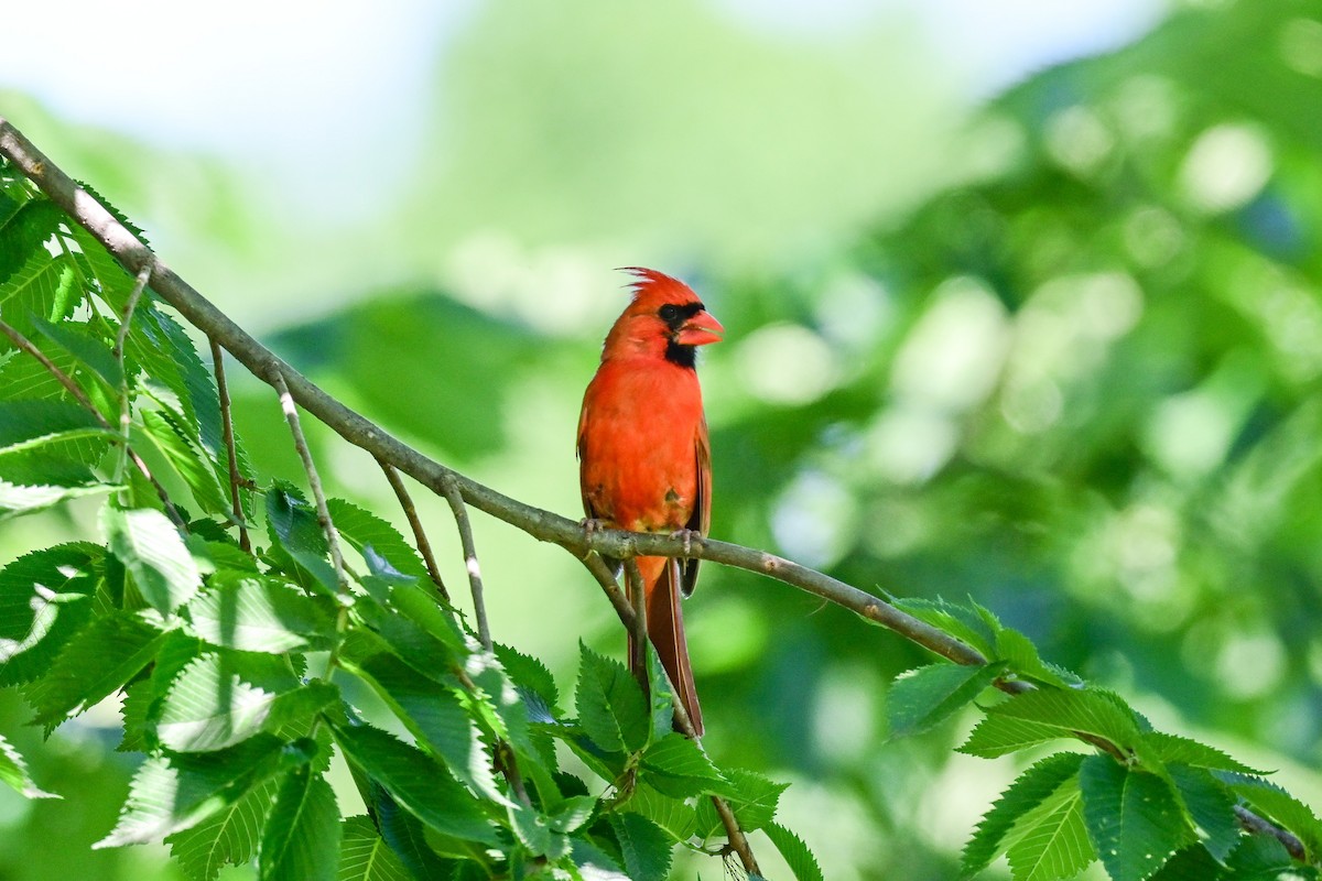 Northern Cardinal - ML164176691