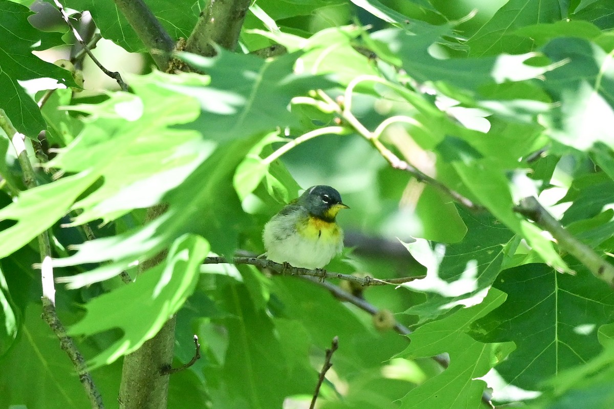 Northern Parula - ML164176831