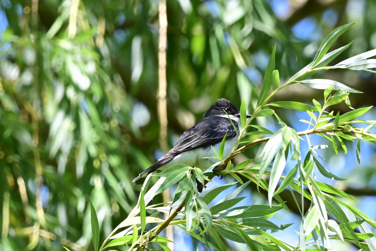 Eastern Kingbird - ML164177251