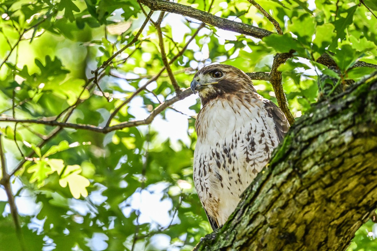 Red-tailed Hawk - ML164177631
