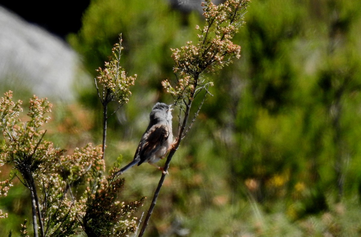 Spectacled Warbler - ML164177791