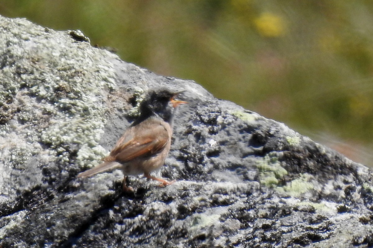 Spectacled Warbler - ML164177801