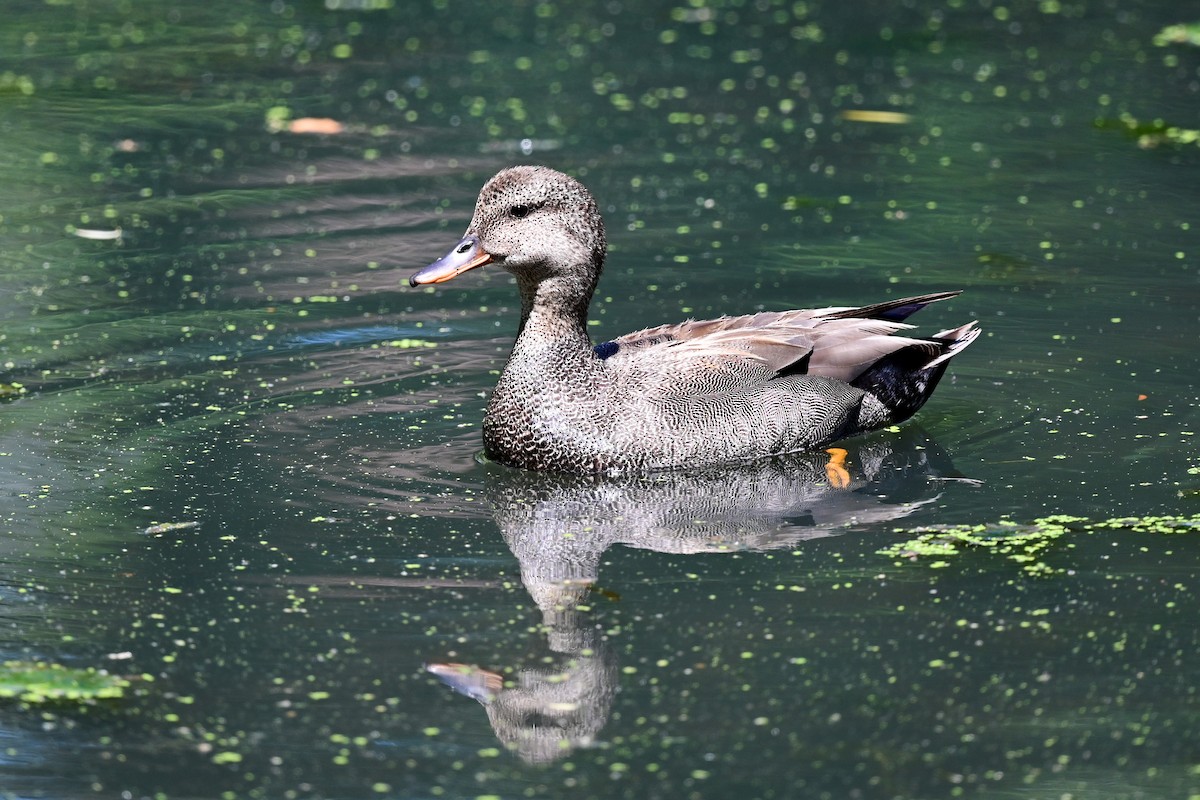 Gadwall - ML164178241