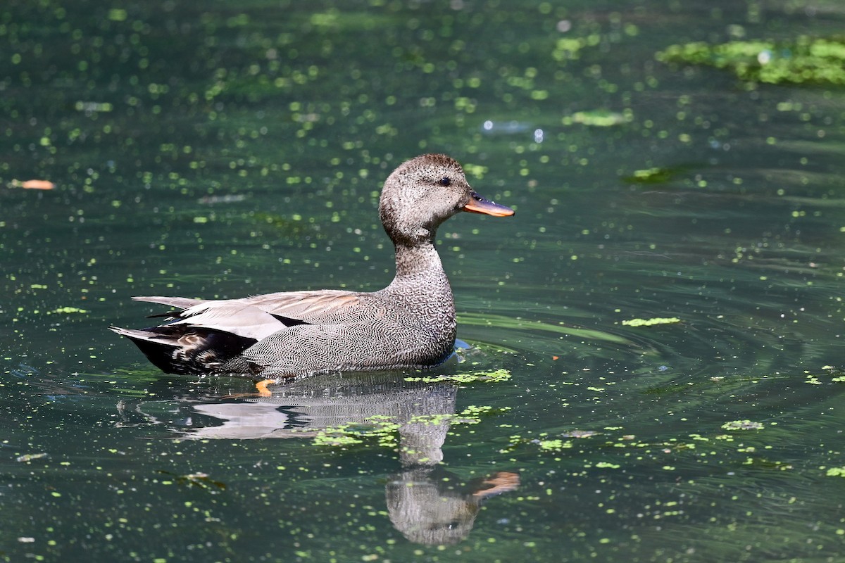 Gadwall - ML164178251