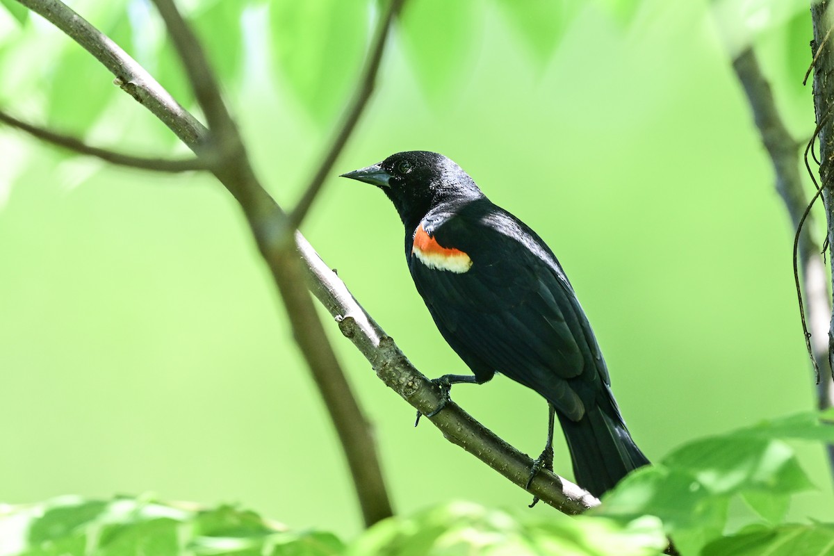 Red-winged Blackbird - ML164178621