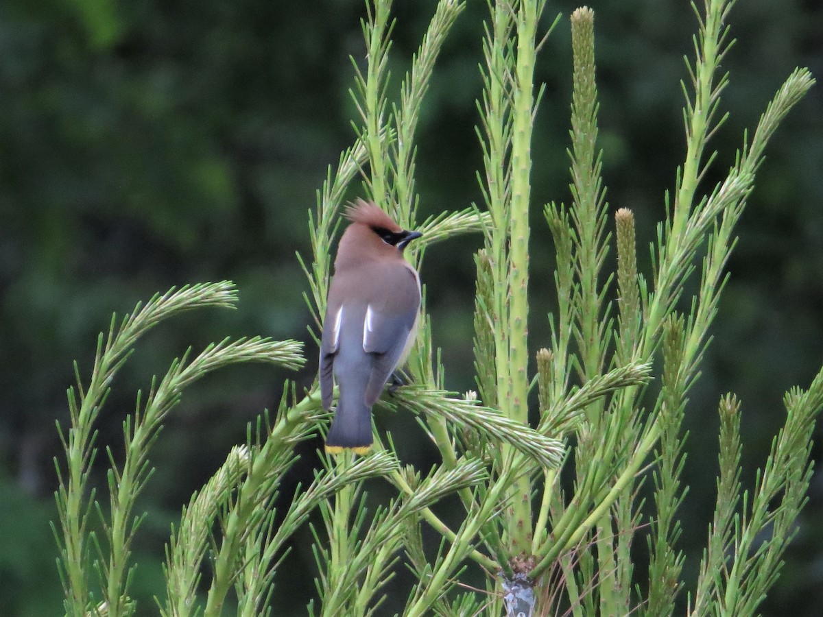 Cedar Waxwing - ML164180281