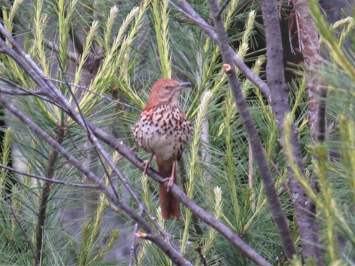 Brown Thrasher - ML164180301