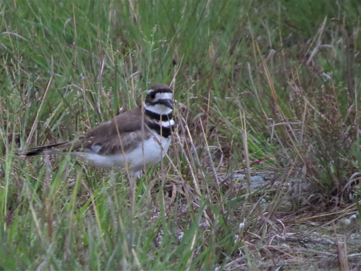 Killdeer - ML164180311