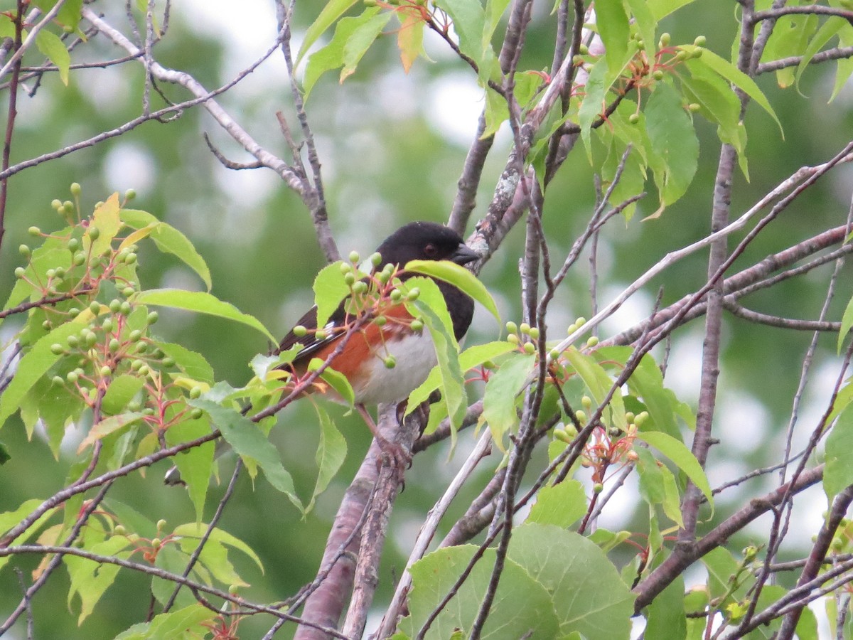 Eastern Towhee - ML164180431