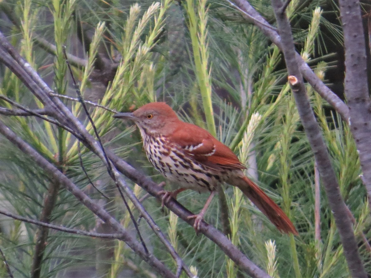 Brown Thrasher - ML164180441