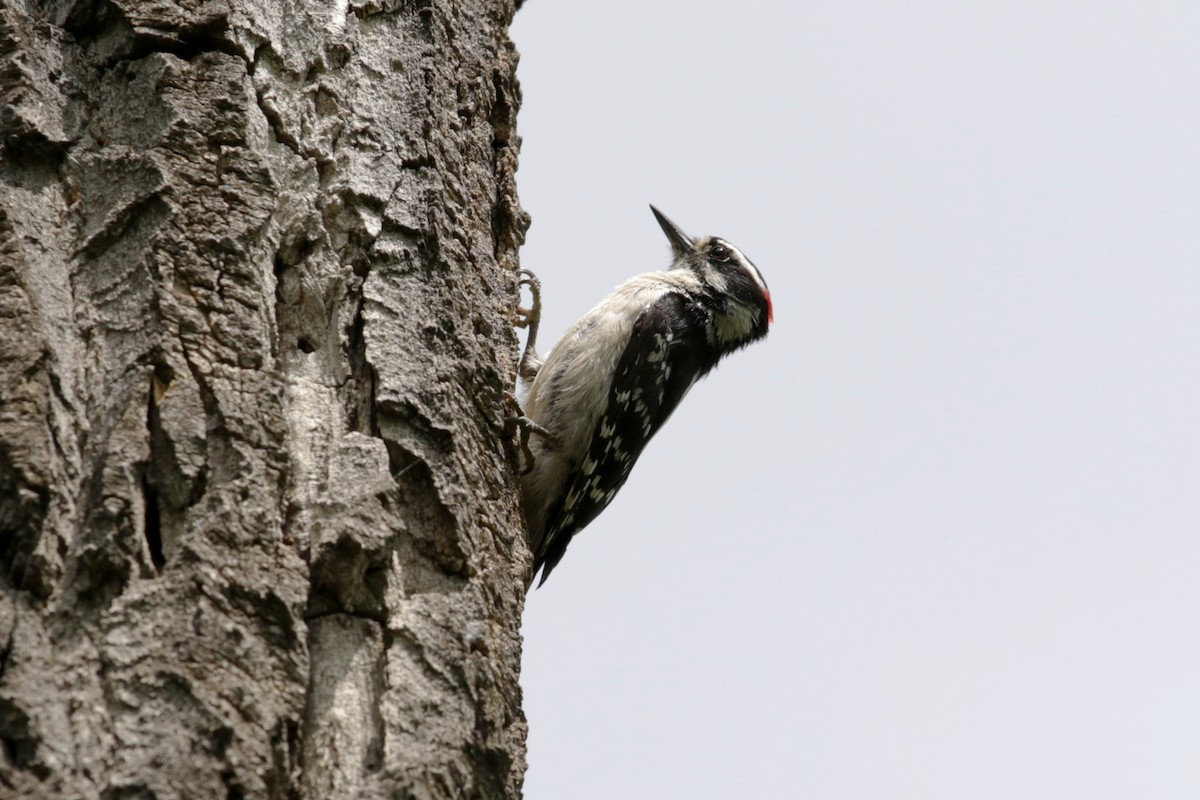 Downy Woodpecker - Myriam Berube