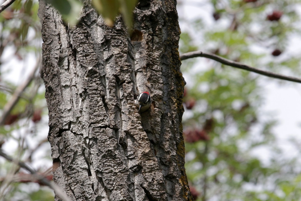 Downy Woodpecker - ML164180991