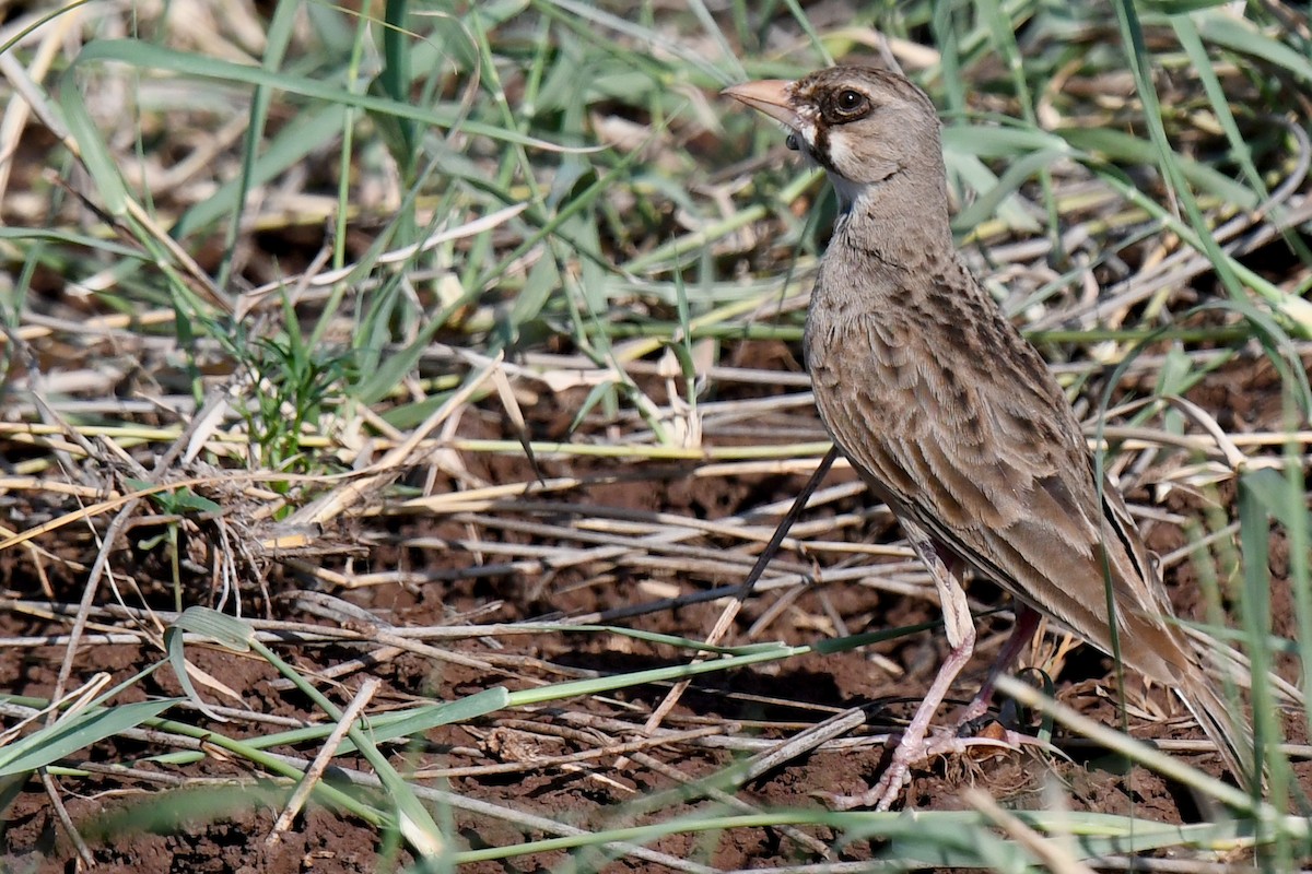 Masked Lark - Lev Frid