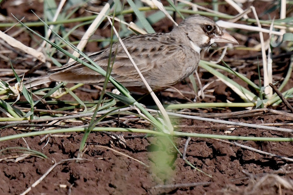 Masked Lark - Lev Frid